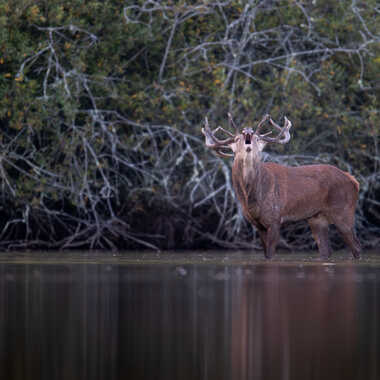 Un puissant raire par jeromebouet