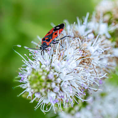 Pyrrhocoris apterus par tinathphoto
