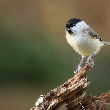 Le supervisor par Thor