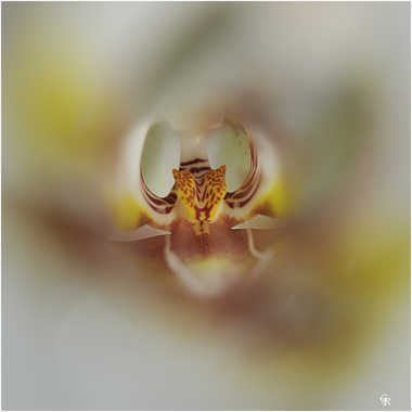 orchidée par genevieve_3824