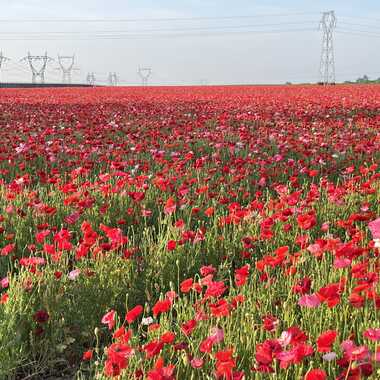 Champ de coquelicots par Jerome Rabille