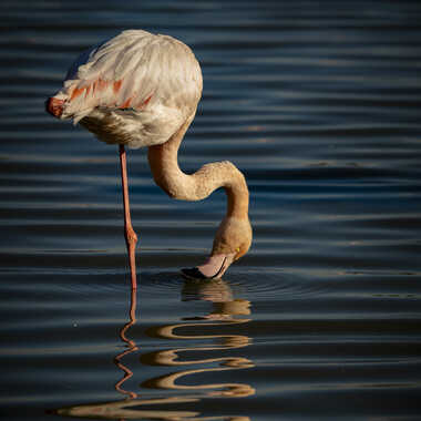 le flamant rose et son reflet par whitealix