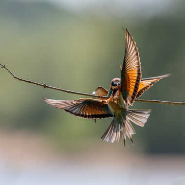 Dispute de perchoir par jeromebouet