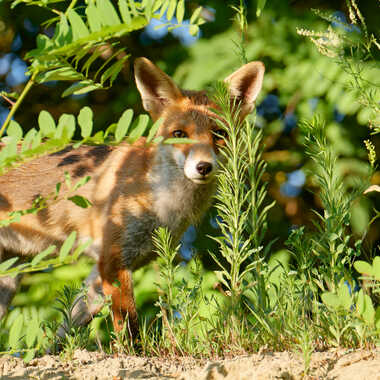 Une bonne surprise par Gaillard