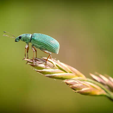 Charançon vert par Gilles-K
