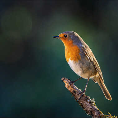 Gagnant du Concours Photo Post-traitement à partir d'un raw