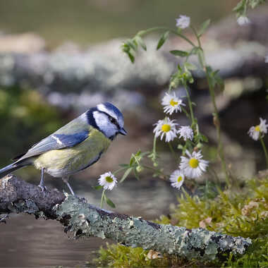 La tendresse par Thor