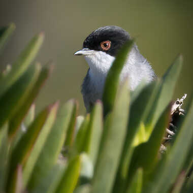 Fauvette mélanocéphale par patrick69220