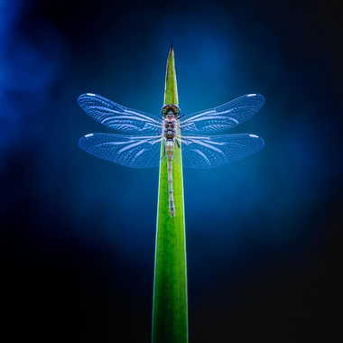Crystal wings par Emmanuel Graindépice