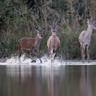 Deux faons jouent sur l'étang par jeromebouet
