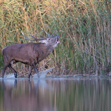 Bourré de testostérone par blaise06
