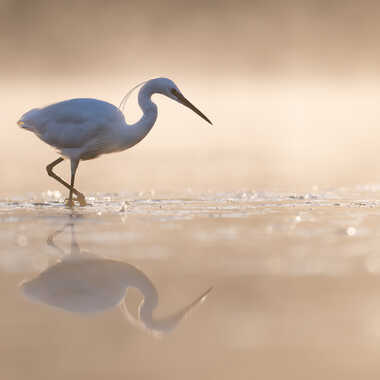 Reflet d'or par jeromebouet