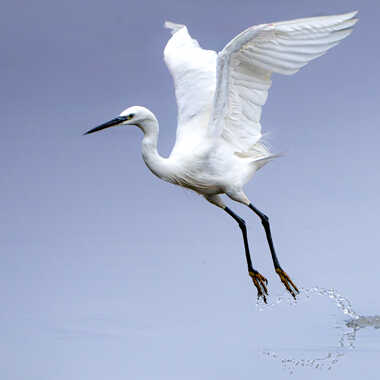 Pure... par Dan_naturephoto