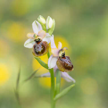 Orchidées sauvages par naturedivresse
