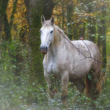 L'ami de l'homme par Thor