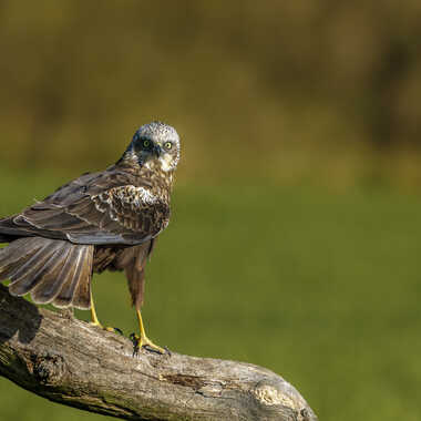 Regard perçant par Stefano
