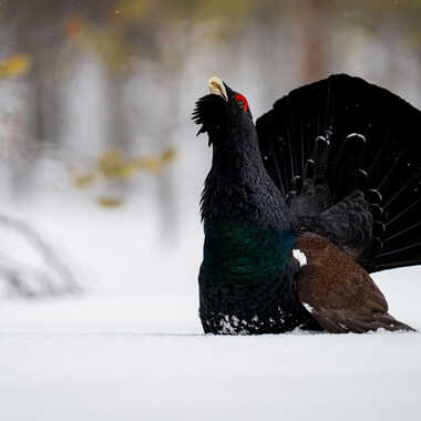 Grand tetras par Regis Parrens