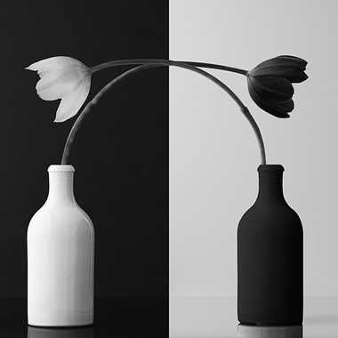 Tulipes N&B par Yaccopro