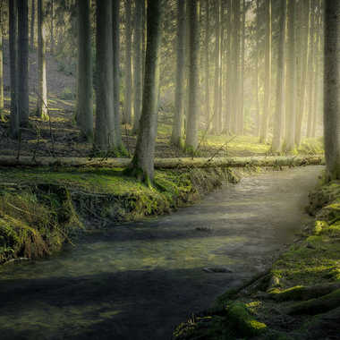 Mystic Forest par MiK5370