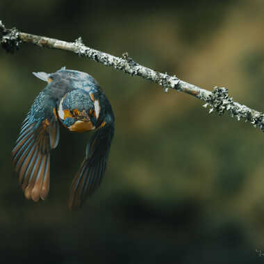 Bon pour un plongeon par Yves1964