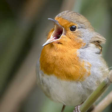 Gagnant du Concours Photo Oiseaux