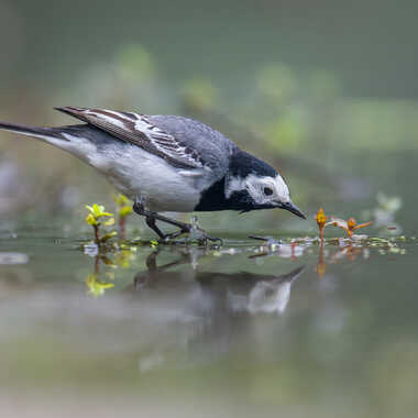 Miroir mon beau miroir.... par jeromebouet