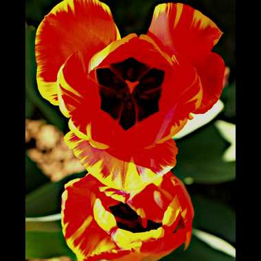 bonhome tulipe par brj01