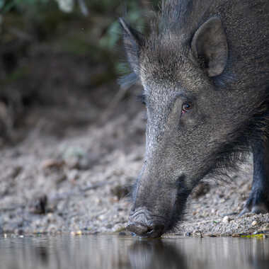 quand c'est trop prêt, c'est portrait.! par jeromebouet