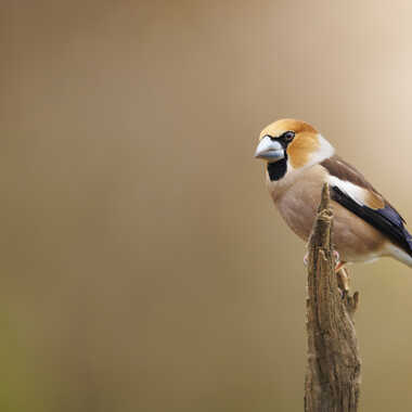 Mr. Gros Bec par Stefano
