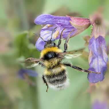 Sauge au menu (3) par ERASMUS