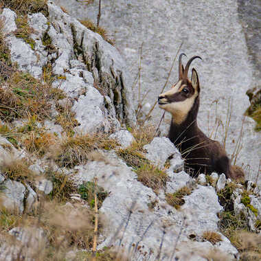 Il se montre par Gaillard