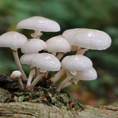 Bouquet forestier. par Giem