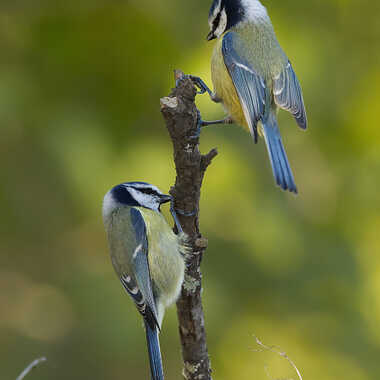 1er et 2ième de cordée par Thor