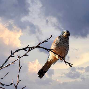 J' t'ai à l'œil ! par Jean-Claude_Conquet