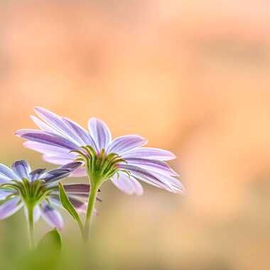 Gagnant du Concours Photo Fleurs