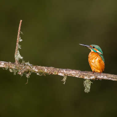 Sur son perchoir par jeromebouet