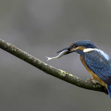Symbole de biodiversité par Dutialain