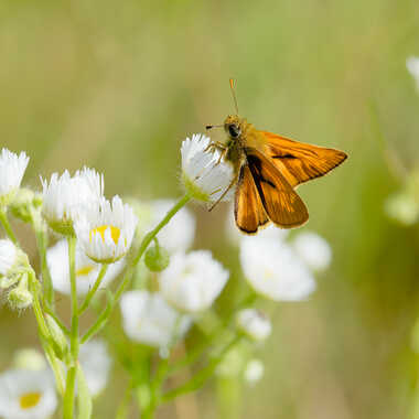 La sylvaine par Gaillard