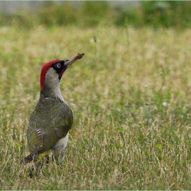 visiteur vespéral par Guy28190