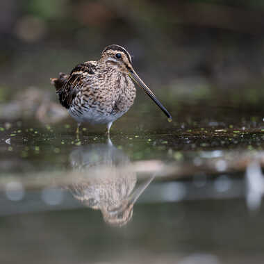 Discrète et farouche par jeromebouet