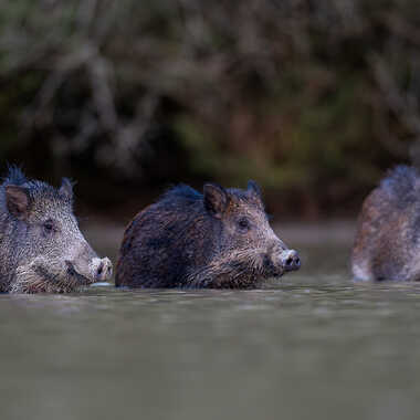 Riri Fifi et Loulou par jeromebouet