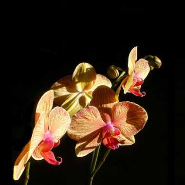 Recadrage des orchidées... par Albatros