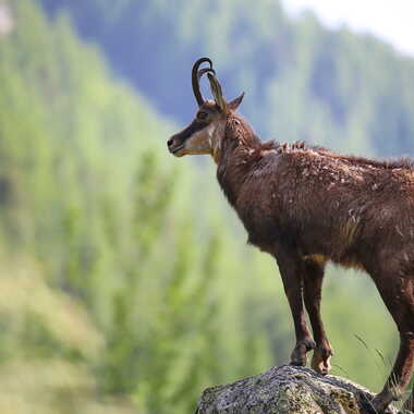 Capturé dans toute sa splendeur naturelle. par AV1960