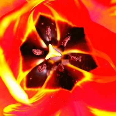 coeur de tulipe par brj01