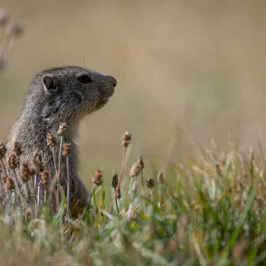 La vigie des alpages par jeromebouet