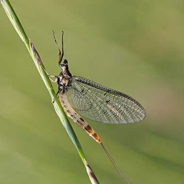 Mouche de mai par ERASMUS