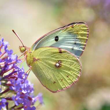 Fluoré dans la lumière par Jean-Claude_Conquet