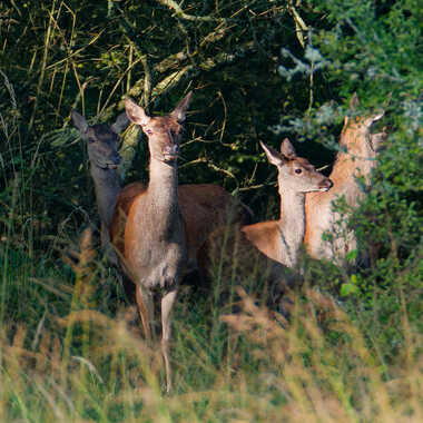 A l'orée du bois par Gaillard