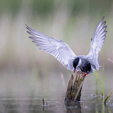 La révérence par jeromebouet