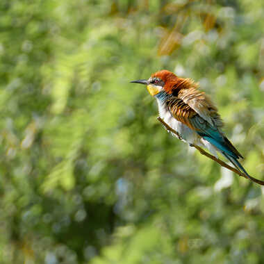 Ebouriffé par Gaillard
